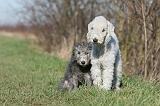 BEDLINGTON TERRIER 209